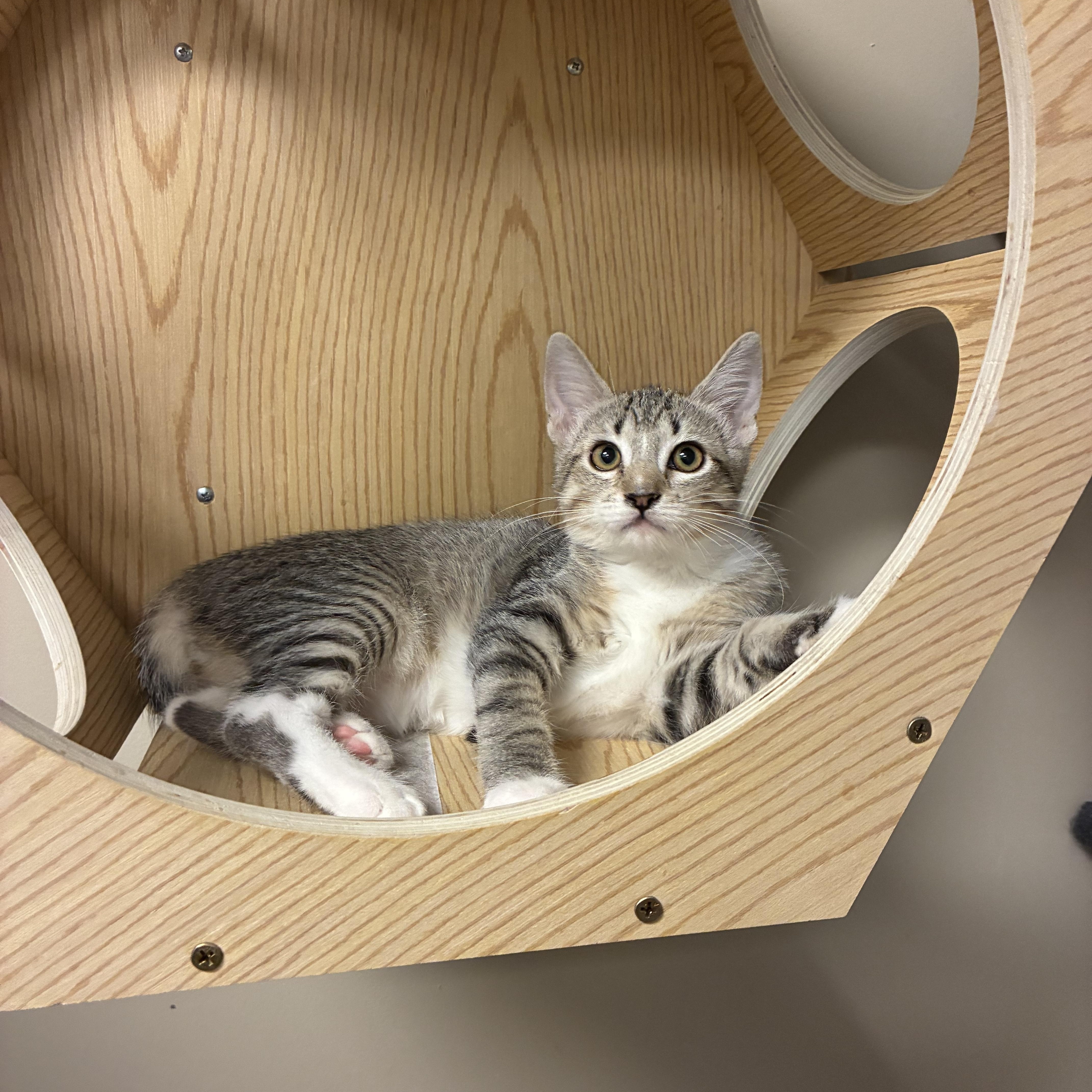 A baby small-sized male Domestic Short Hair cat named Mittens for adoption in queen creek, AZ
