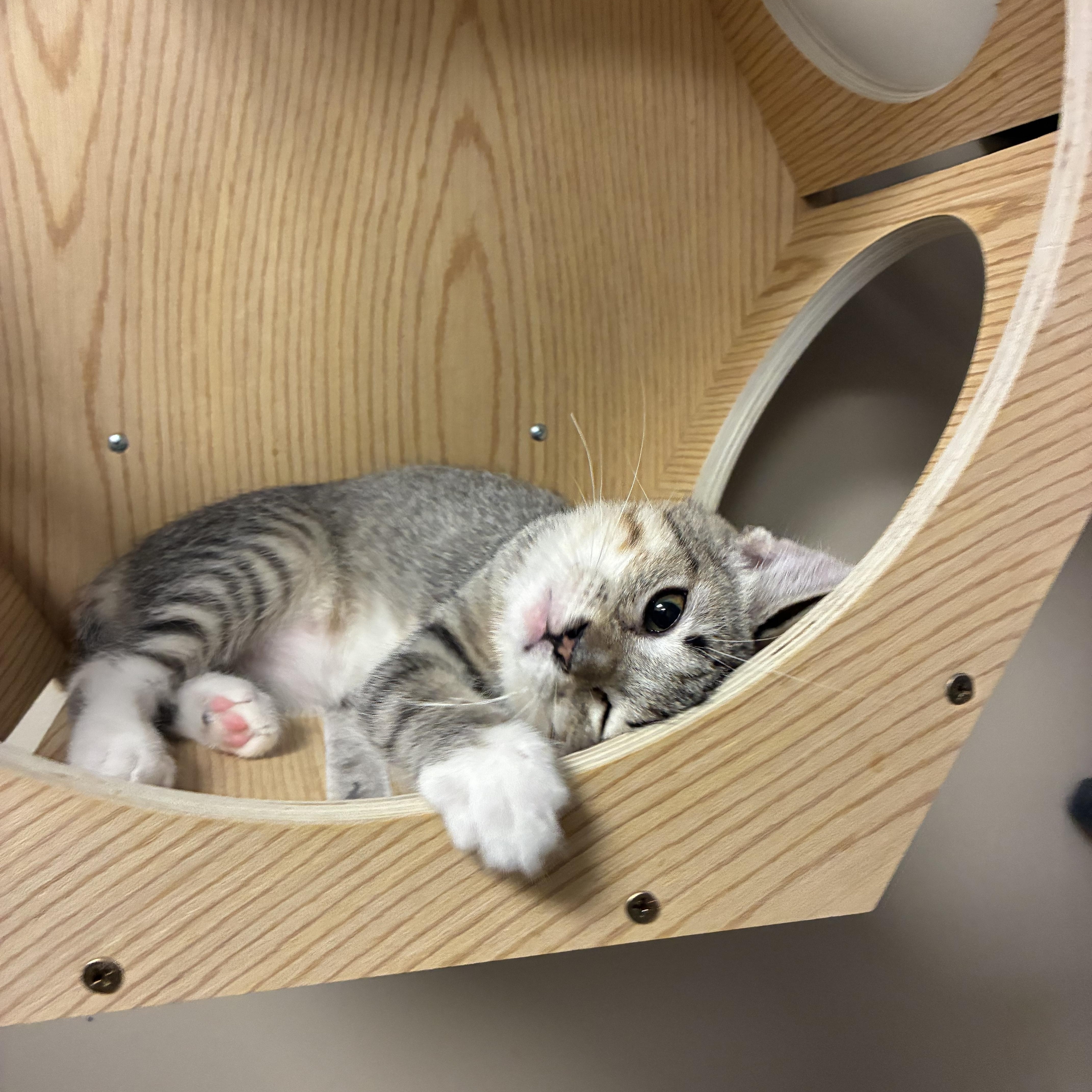 Mittens thumbnail 3