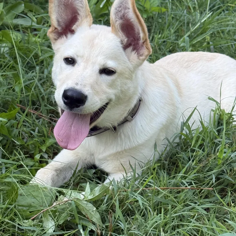 A young medium-sized female Apricot / Beige Labrador Retriever dog named Nilla for adoption in Hudson, FL