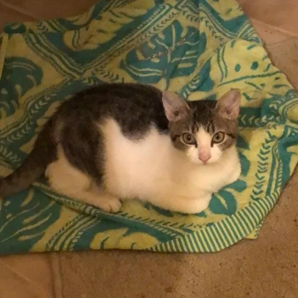 A baby small-sized female White Domestic Short Hair cat named Courtesy Listing Clara for adoption in Tuscaloosa, AL