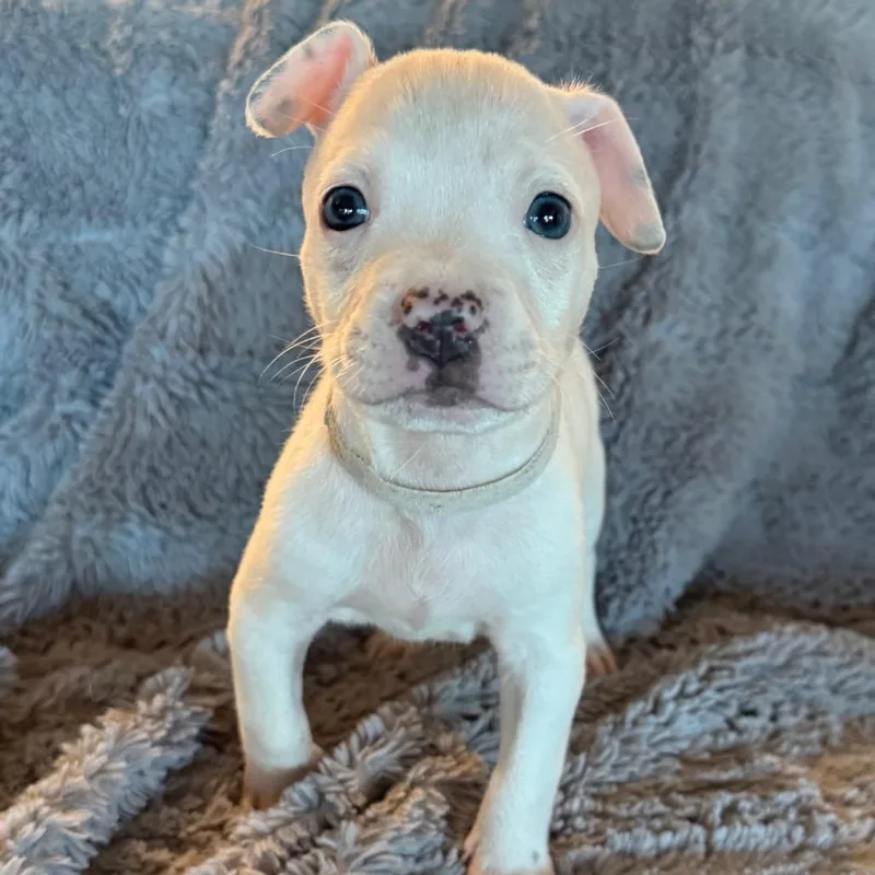 A baby medium-sized male White / Cream Pit Bull Terrier dog named Marty McIntosh for adoption in Austin, TX
