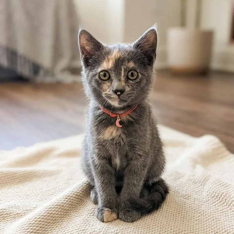 A baby small-sized female Torbie Domestic Short Hair cat named Nova for adoption in Pasadena , MD