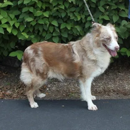 A senior large-sized female Australian Shepherd dog named Sugar Bear for adoption in Elk Grove Village, IL