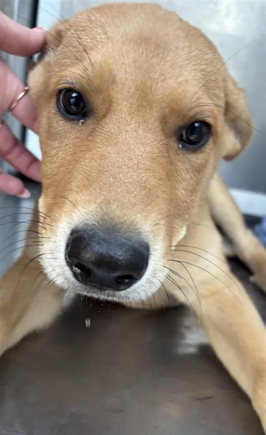 A baby small-sized male Mixed Breed dog named Bobby for adoption in Los Angeles, CA