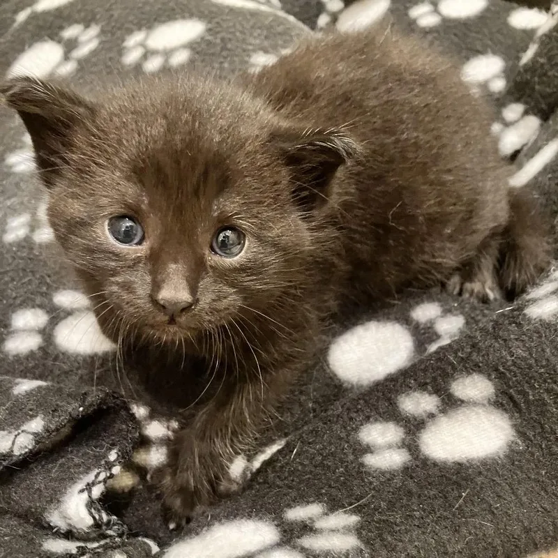 A baby small-sized female Black Domestic Short Hair cat named Olivia for adoption in Ferndale, MI