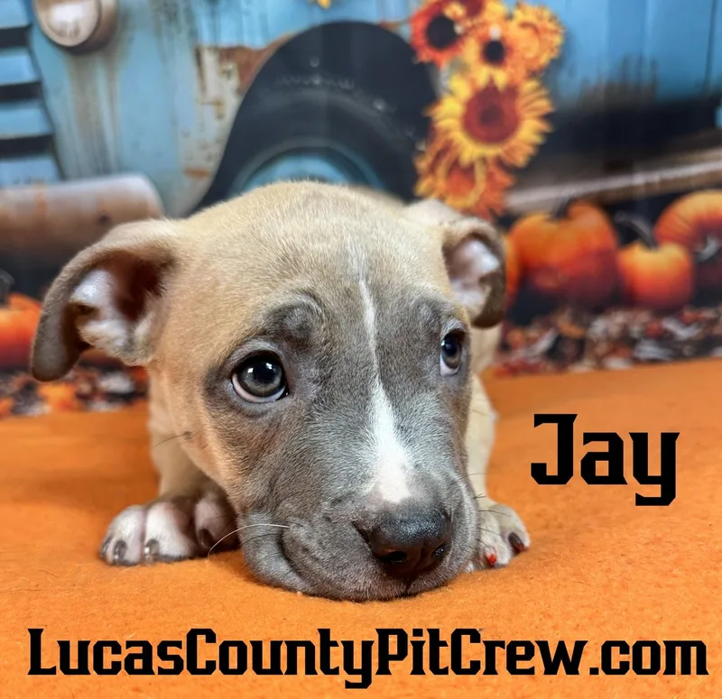 A baby medium-sized male Sable American Staffordshire Terrier dog named Jay for adoption in Toledo, OH