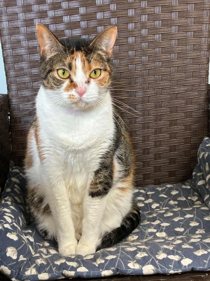 Callie