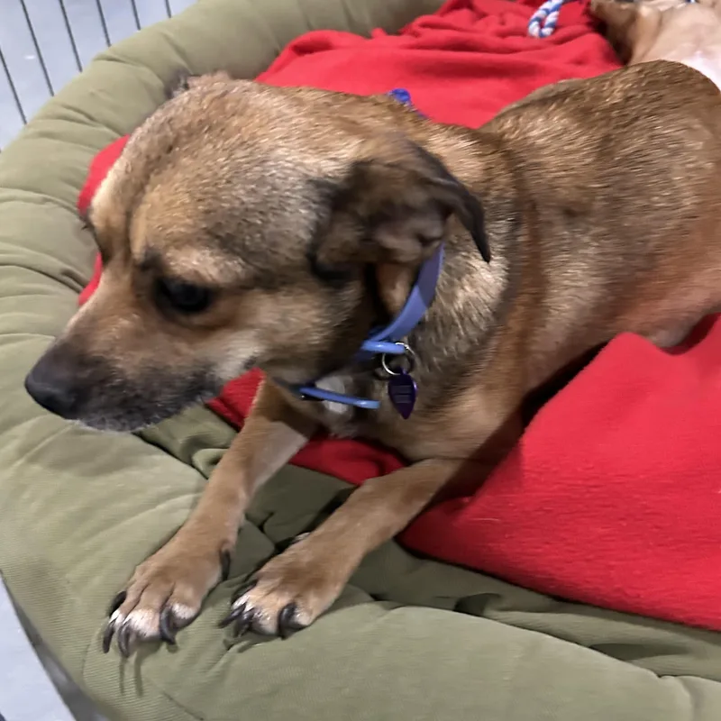 An adult small-sized female Black Chihuahua dog named Robyn for adoption in Dallas, TX