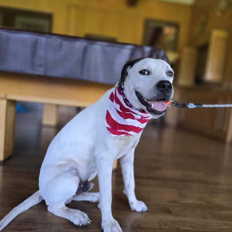 A young medium-sized male White / Cream Labrador Retriever dog named David Bow Wowie for adoption in Boerne, TX