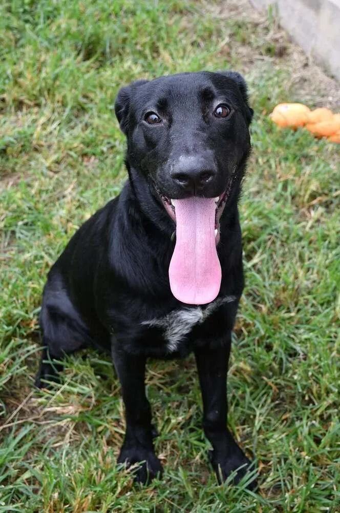 A young medium-sized male Tricolor (Brown, Black, & White) Labrador Retriever dog named Clyde A for adoption in Silsbee, TX
