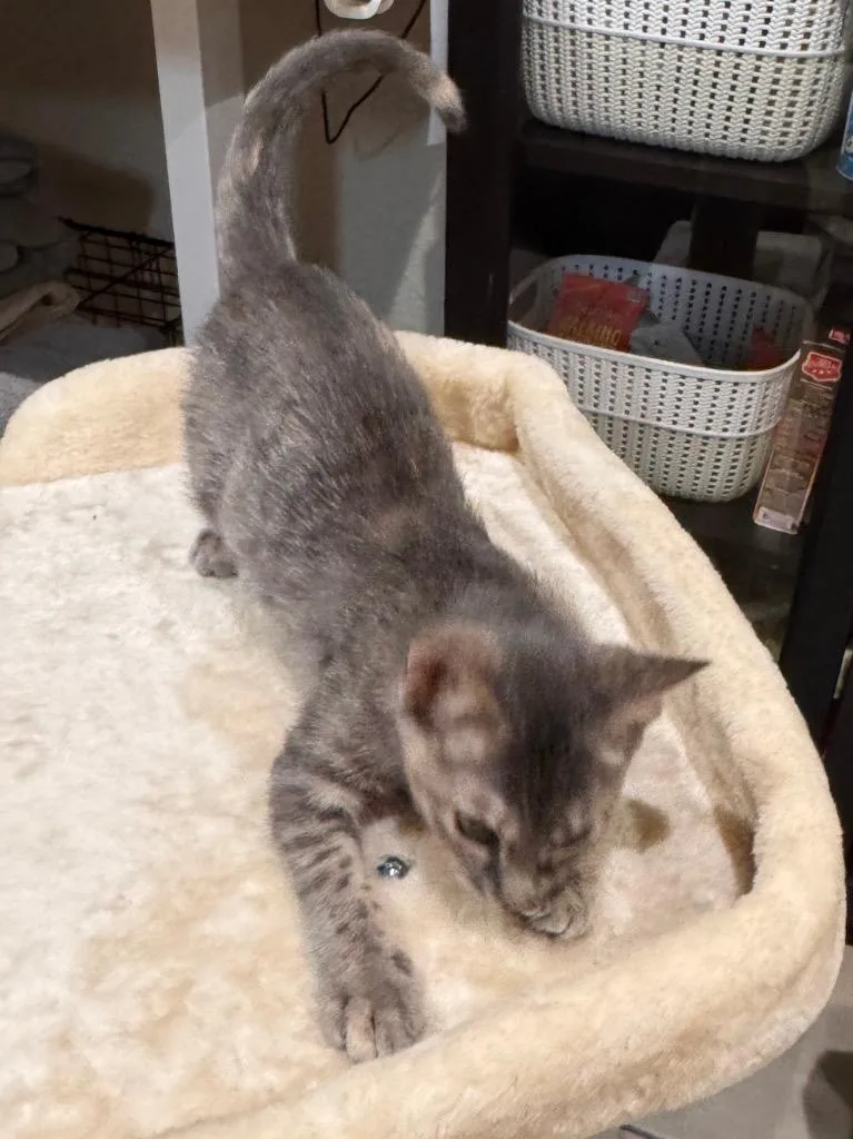 A baby medium-sized female Tabby cat named Misty for adoption in San Antonio, TX