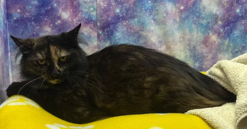 A baby large-sized female Domestic Long Hair cat named Chips for adoption in Washington Court House, OH