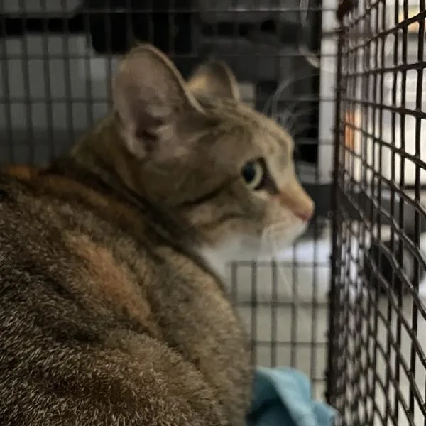 An adult medium-sized female Domestic Short Hair cat named Fran for adoption in Des Moines, IA