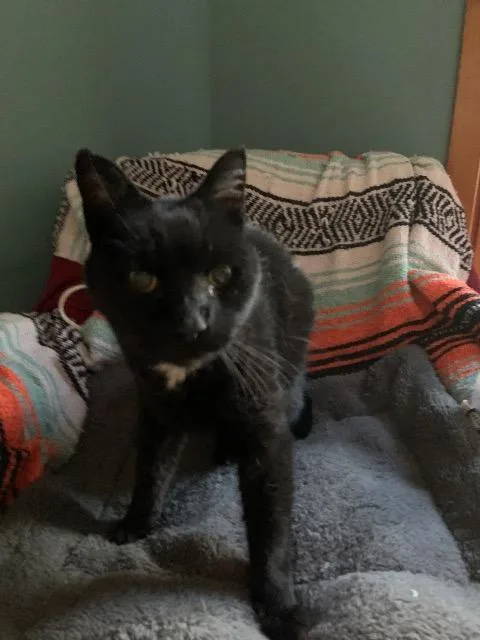 A senior medium-sized male Domestic Medium Hair cat named Ashen for adoption in Pawtucket, RI