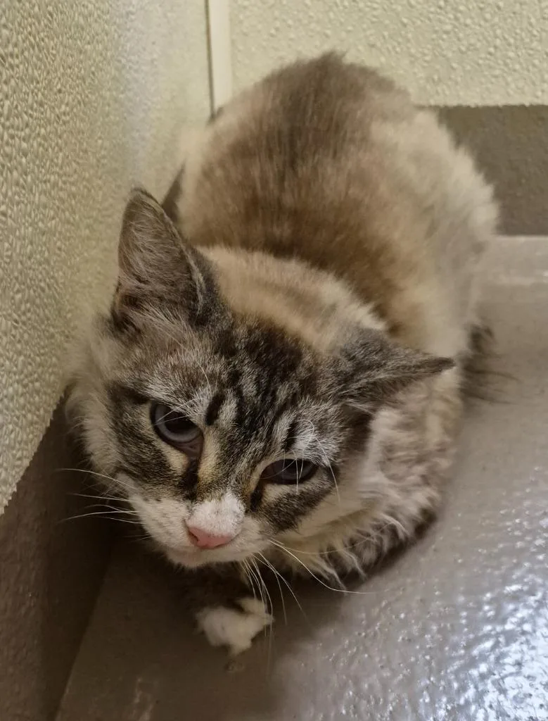 A senior medium-sized female Domestic Short Hair cat named Little Mamma for adoption in Christiansburg, VA