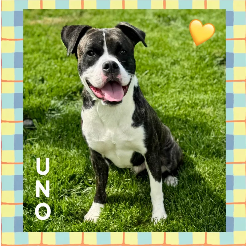 Uno