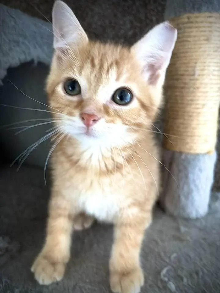 A baby medium-sized male Tabby (Orange / Red) Domestic Short Hair cat named Sam for adoption in Cleveland, OH