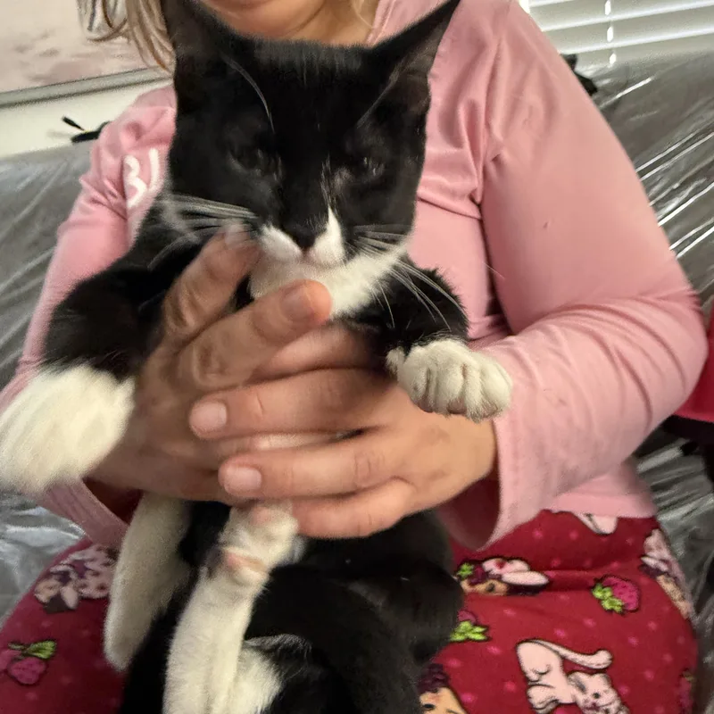 A baby medium-sized female Tuxedo cat named June for adoption in Las Vegas, NV