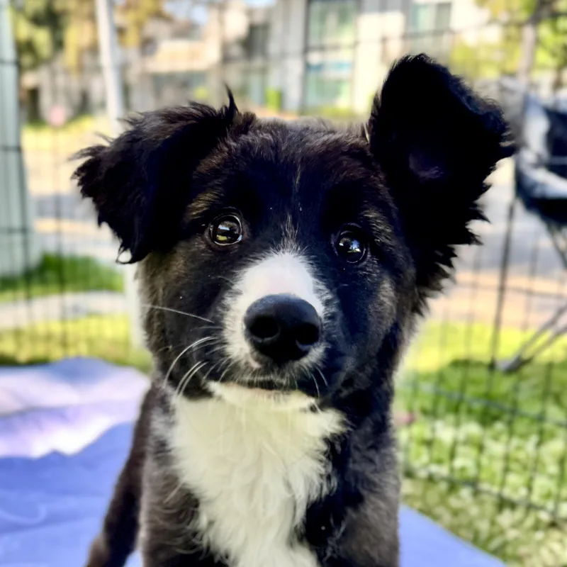 A baby medium-sized female Collie dog named Gaby for adoption in San Diego, CA