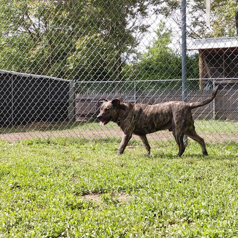 An adult medium-sized male Brindle Shepherd dog named Streak for adoption in Springfield, IL