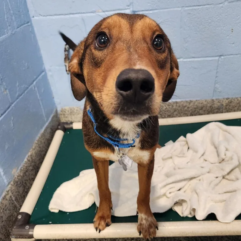 A young medium-sized male Brown / Chocolate Hound dog named Jack for adoption in Falls Church, VA