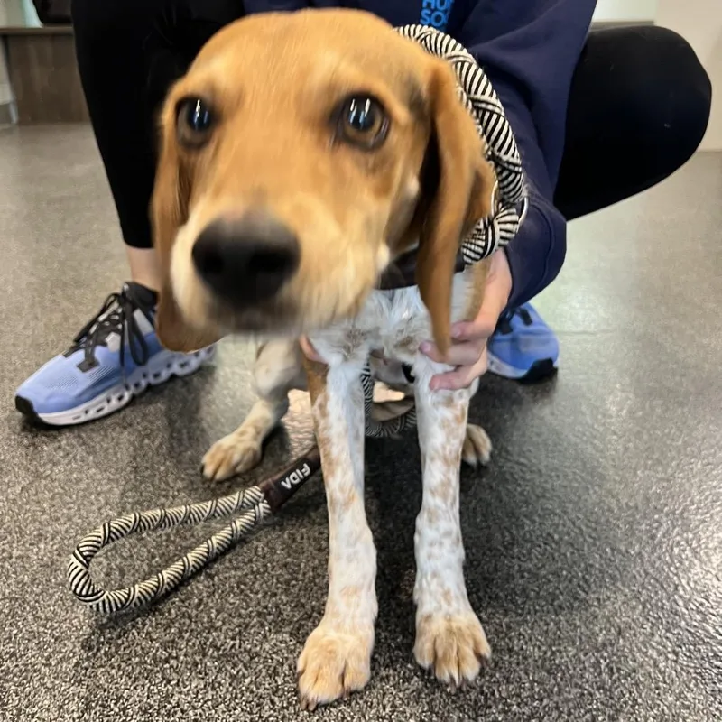 A young medium-sized male Brown / Chocolate Beagle dog named Manchas for adoption in Allentown, PA