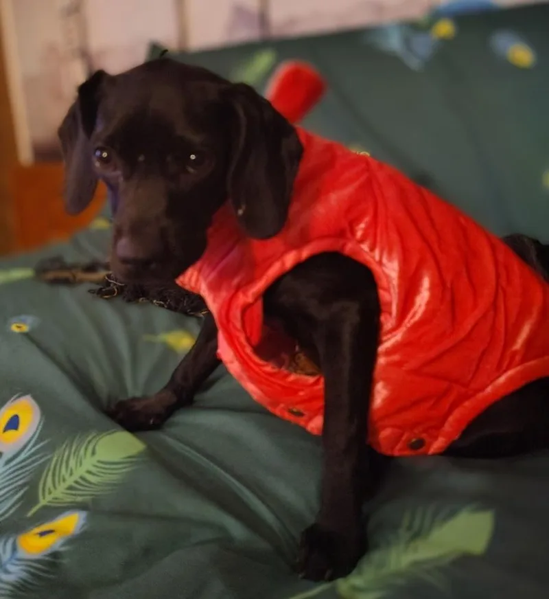 A baby medium-sized female Spaniel dog named Sparrow Casa for adoption in Boston, MA