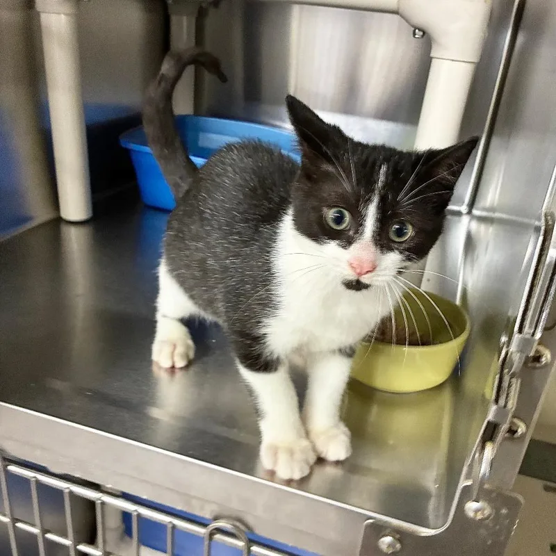 A baby medium-sized male Black Domestic Short Hair cat named Karate Kick for adoption in Carencro, LA