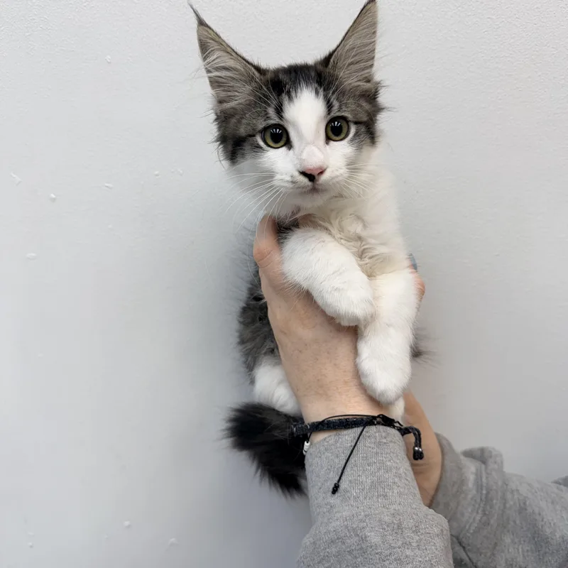 A baby medium-sized male Tabby cat named Tarter Sauce for adoption in Henderson, NV