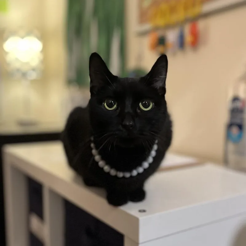 An adult medium-sized female Black Domestic Short Hair cat named Harmony for adoption in Roanoke, VA