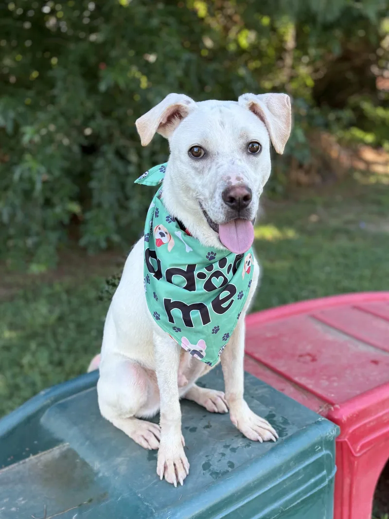 A young medium-sized male Mixed Breed dog named Benny for adoption in Spring Lake, NJ