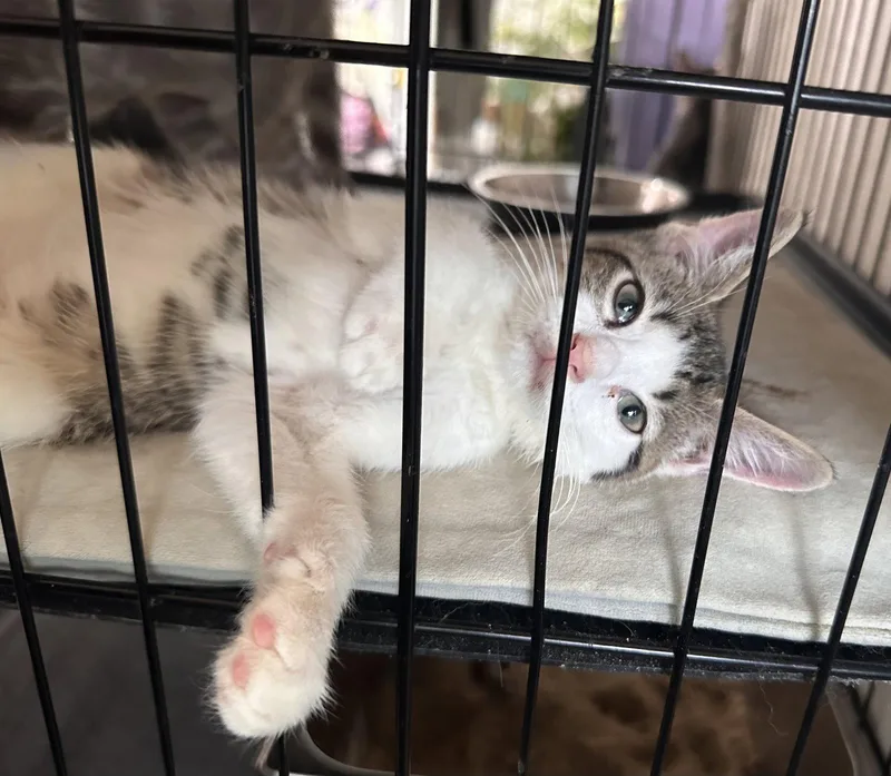 A young medium-sized male Domestic Short Hair cat named Robin for adoption in Locust Grove, VA