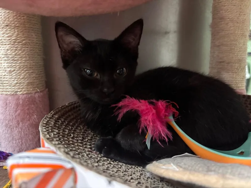 A baby small-sized female Domestic Short Hair cat named Ash for adoption in Port Jervis, NY