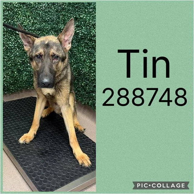 A young large-sized male German Shepherd Dog dog named Tin for adoption in Macon, GA