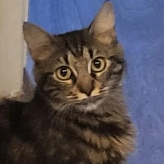 A young medium-sized female Domestic Medium Hair cat named Sunny for adoption in San Diego, CA