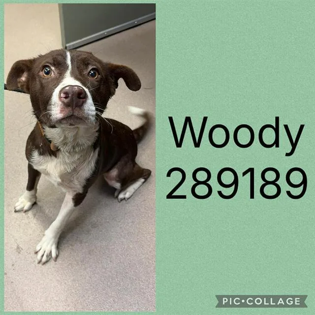 A young medium-sized male Mixed Breed dog named Woody for adoption in Macon, GA