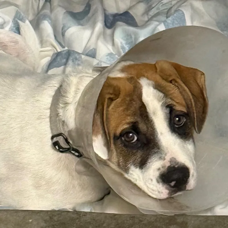 A baby small-sized male Terrier dog named Sunshine A for adoption in Mission Hills, CA