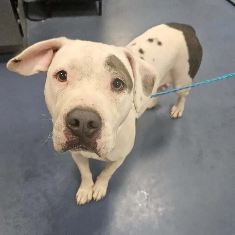An adult medium-sized female White / Cream Pit Bull Terrier dog named Salt for adoption in Greensboro, NC