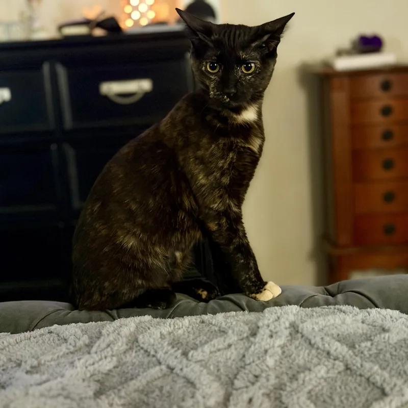 A baby medium-sized female Tortoiseshell Domestic Short Hair cat named Solitaire for adoption in Baytown, TX