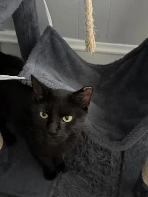 A young medium-sized female Domestic Short Hair cat named Chatty Kathy for adoption in Pawtucket, RI