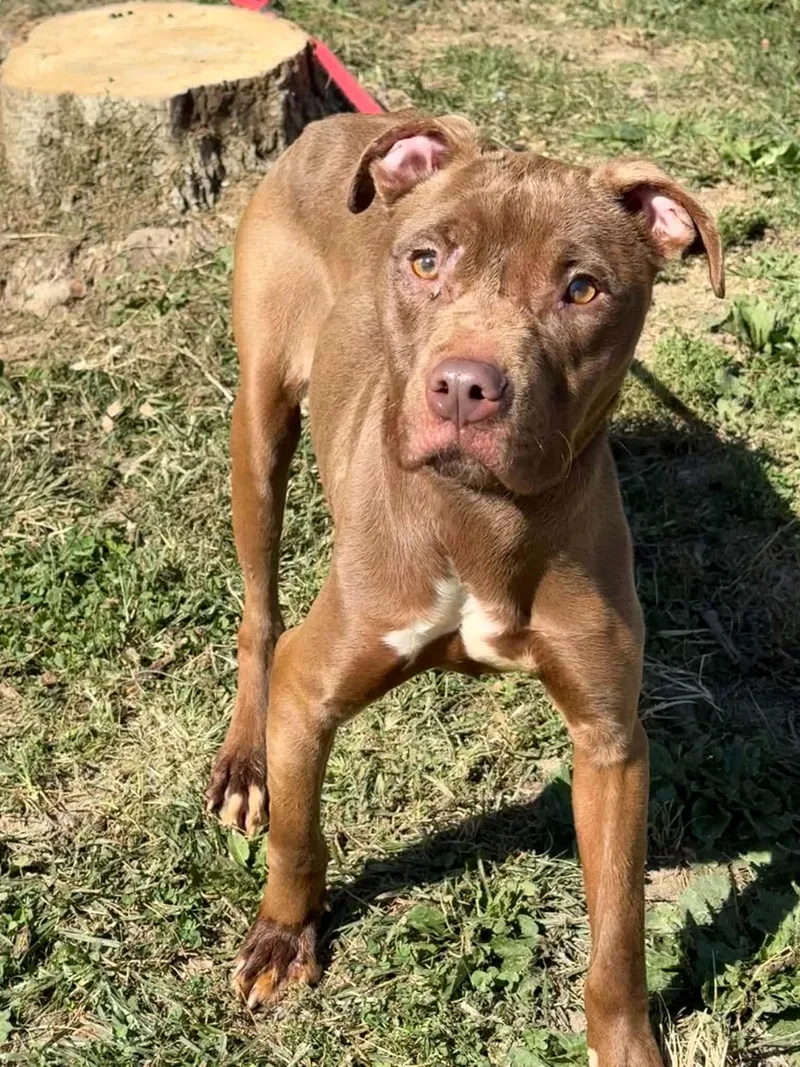 An adult medium-sized female Brown / Chocolate Pit Bull Terrier dog named Mocha for adoption in Springfield, IL