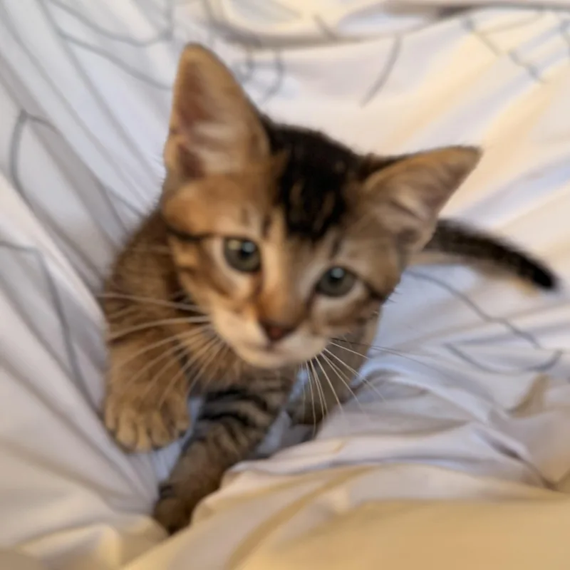 A baby medium-sized male Tabby (Buff / Tan / Fawn) American Shorthair cat named Prince for adoption in Norco, CA