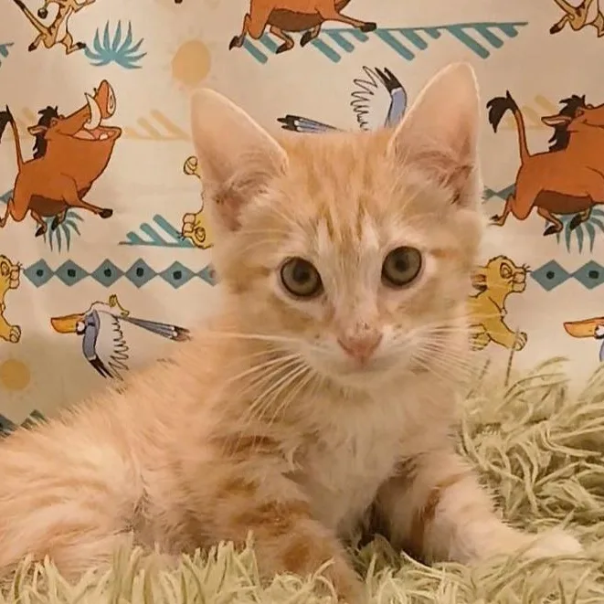 A baby small-sized female Orange & White Domestic Short Hair cat named Nala & Simba for adoption in HUNTINGTON BEACH, CA