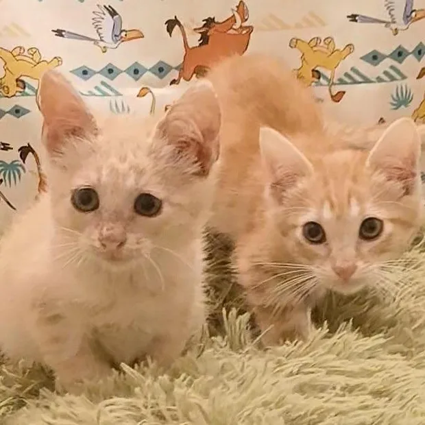 Nala & Simba thumbnail 2