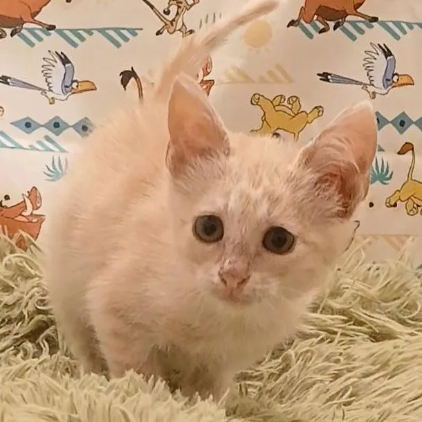 Nala & Simba thumbnail 6
