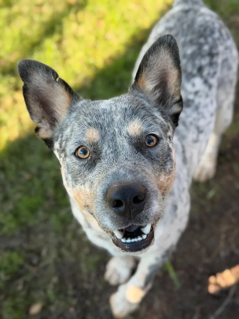 A young medium-sized male Australian Cattle Dog / Blue Heeler dog named Leon Kennedy for adoption in Bloomfield, CT