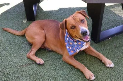 An adult large-sized male Mixed Breed dog named Bolt for adoption in Athens, GA