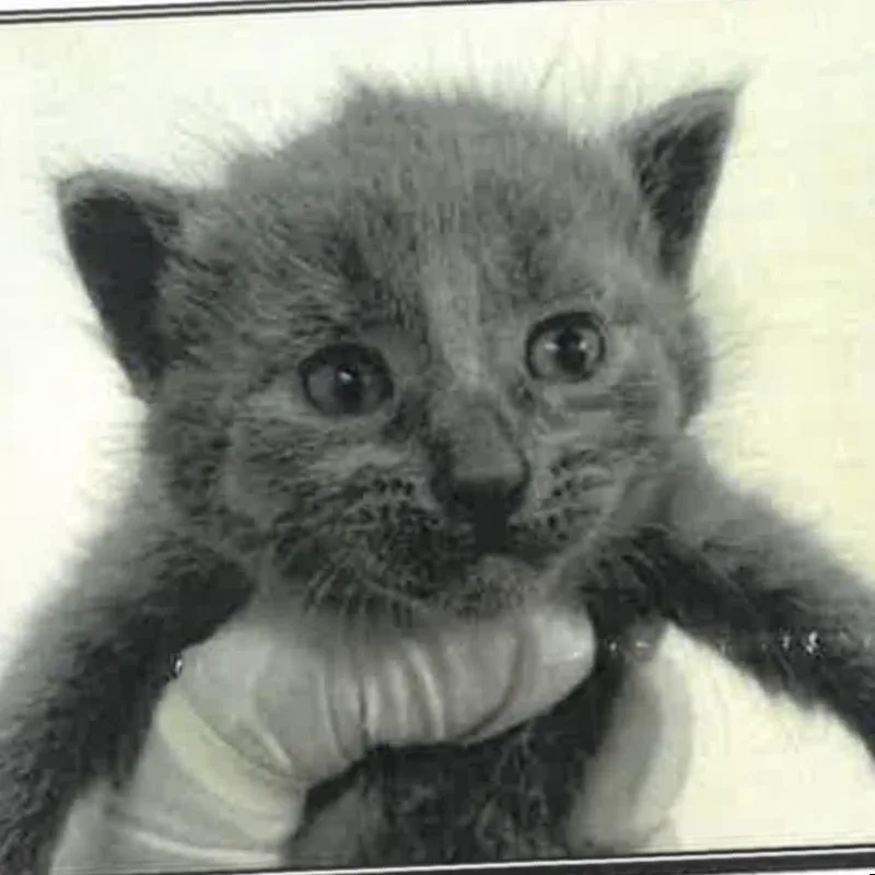 A baby small-sized female Gray / Blue / Silver Domestic Short Hair cat named Smalls for adoption in Los Angeles, CA