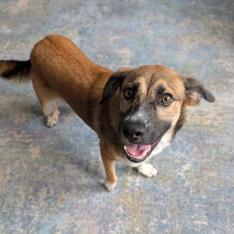 An adult medium-sized male Yellow / Tan / Blond / Fawn Collie dog named Rhett for adoption in Chicago, IL
