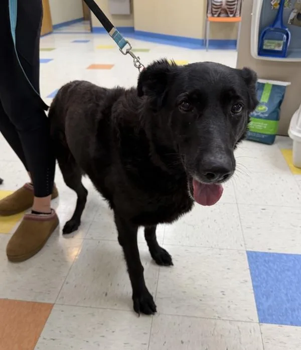 A senior large-sized female German Shepherd Dog dog named Mickey Mouse for adoption in Sioux City, IA